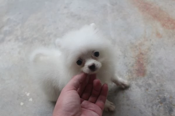 Cuccioli di Pomerania in regalo | Foto 6