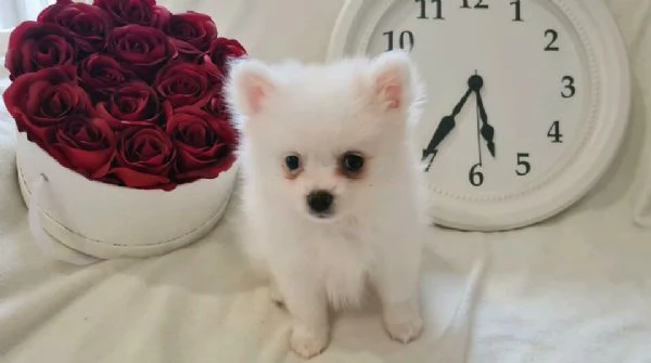 Cuccioli di Pomerania in regalo