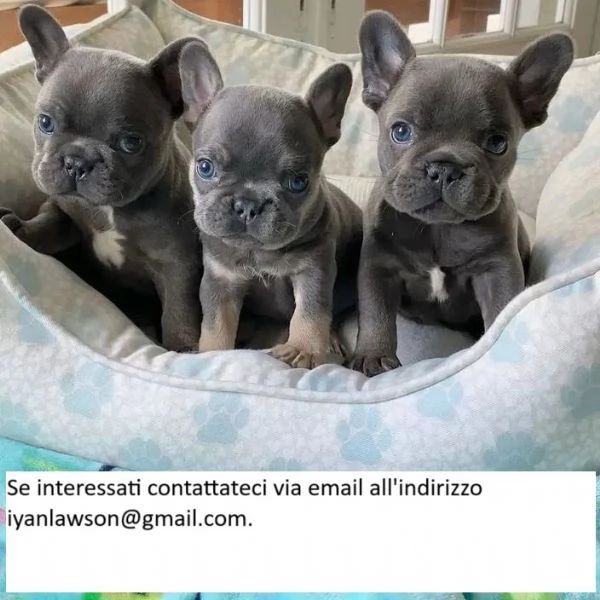 ccioli di bulldog francese allevati in casa Cuccioli di bulldog allevati nella nostra casa