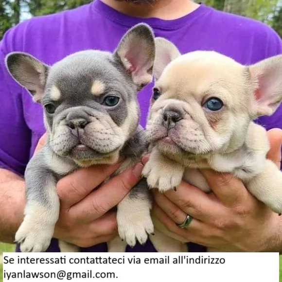 Cuccioli di bulldog francese in adozione Nota Cuccioli di bulldog francese pronti OGGI