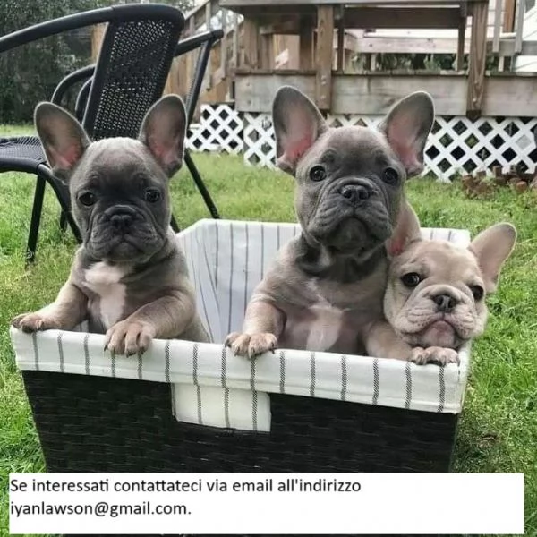 Cuccioli di bulldog francese ben addestrati