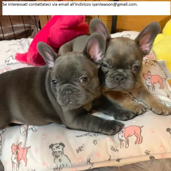 Adorabili cuccioli di bulldog inglese disponibili