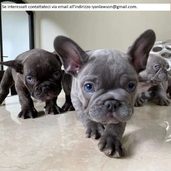 Cuccioli di bulldog francese ben addestrati