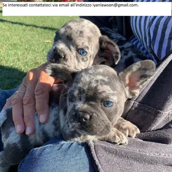 Abbiamo preso 3 adorabili cuccioli di bulldog inglese KC