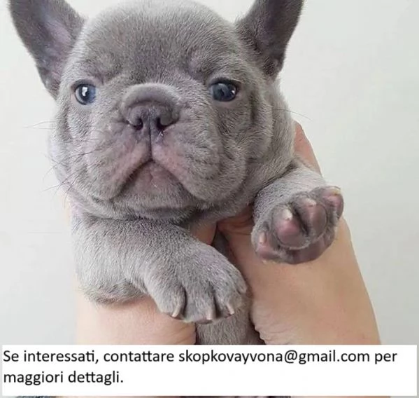 Cuccioli di bulldog francese