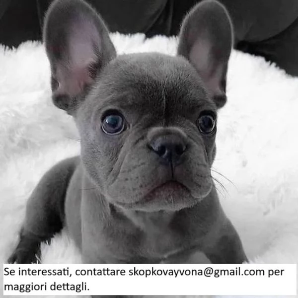 Cuccioli di bulldog francese | Foto 0