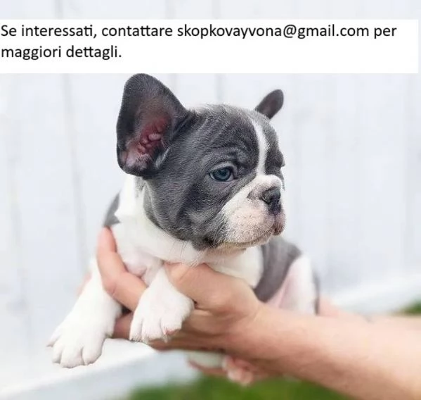 CUCCIOLI DI BULLDOG FRANCESE | Foto 1