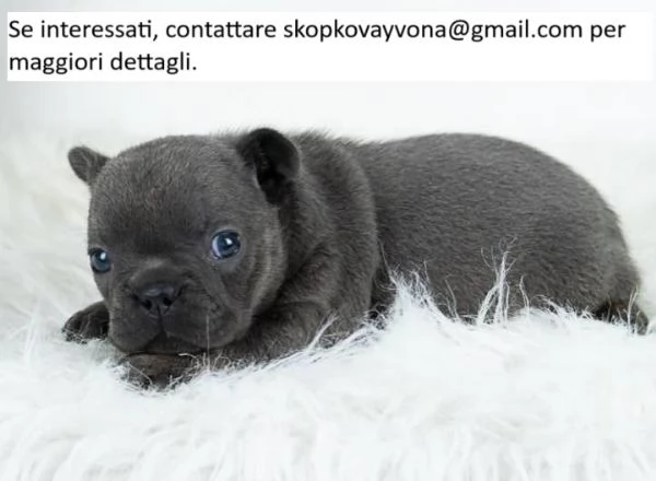 Bellissimi cuccioli di bulldog francese disponibili | Foto 0