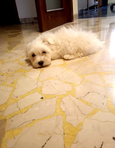 Cuccioli di maltese  | Foto 4