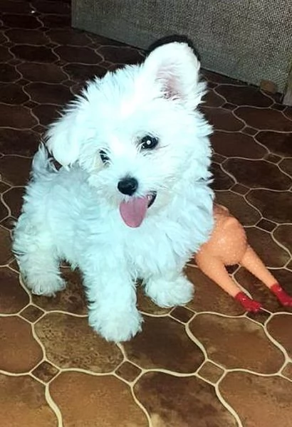 Cuccioli di maltese  | Foto 1