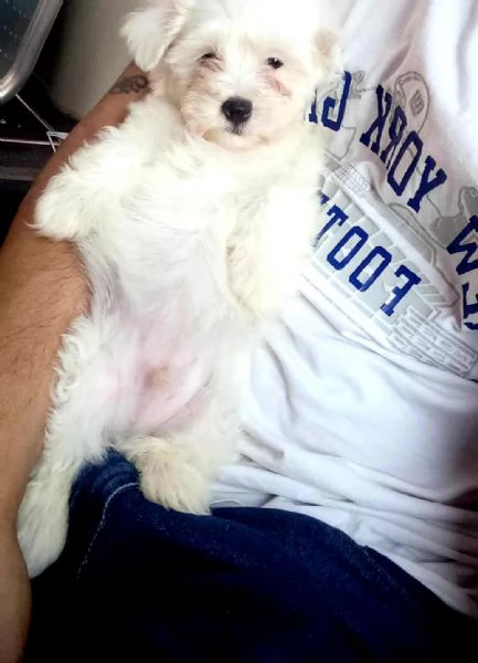 Cuccioli di maltese  | Foto 2