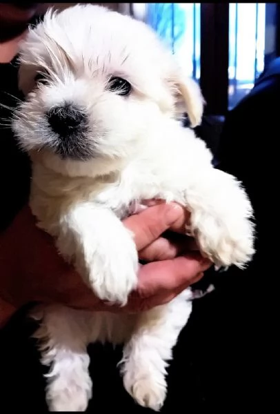 Cuccioli di maltese  | Foto 0