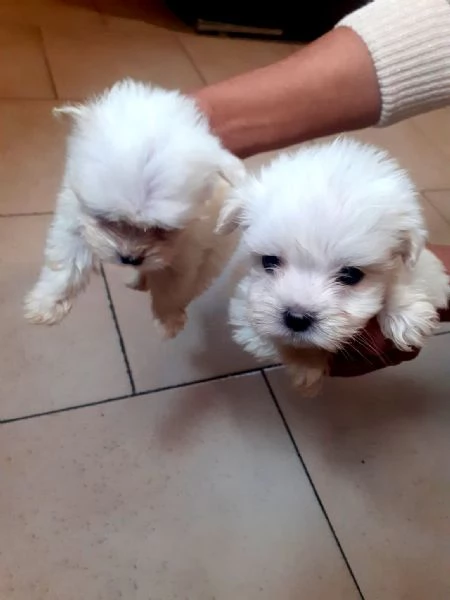 Cuccioli di maltese  | Foto 0