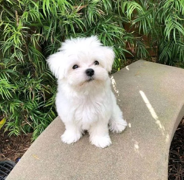 Cuccioli Maltesi maschio e femmina