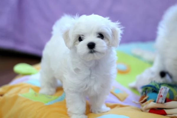 Cuccioli di maltese toy