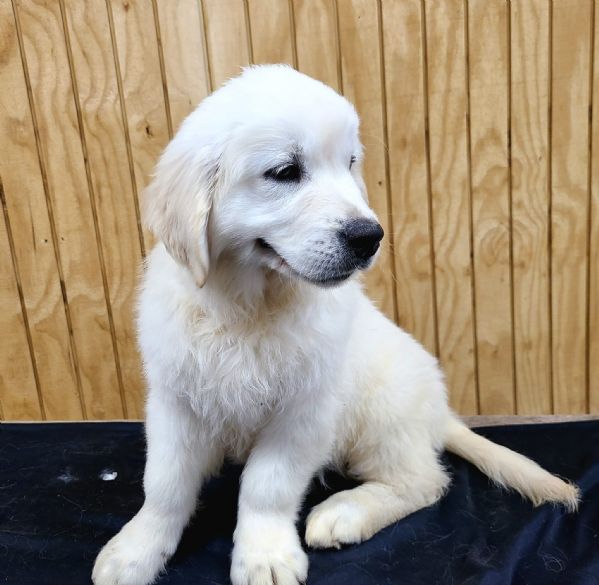 Cuccioli di Golden retriever 3 mesi