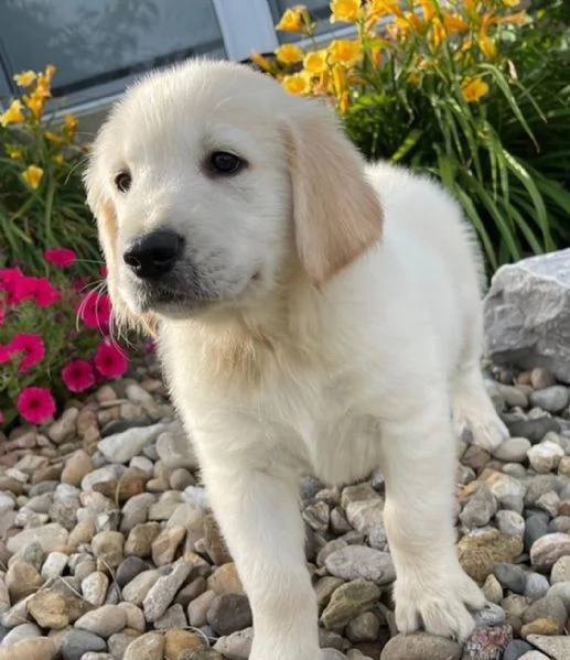 Golden retriever cuccioli | Foto 0