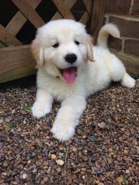 Cuccioli di golden retriever