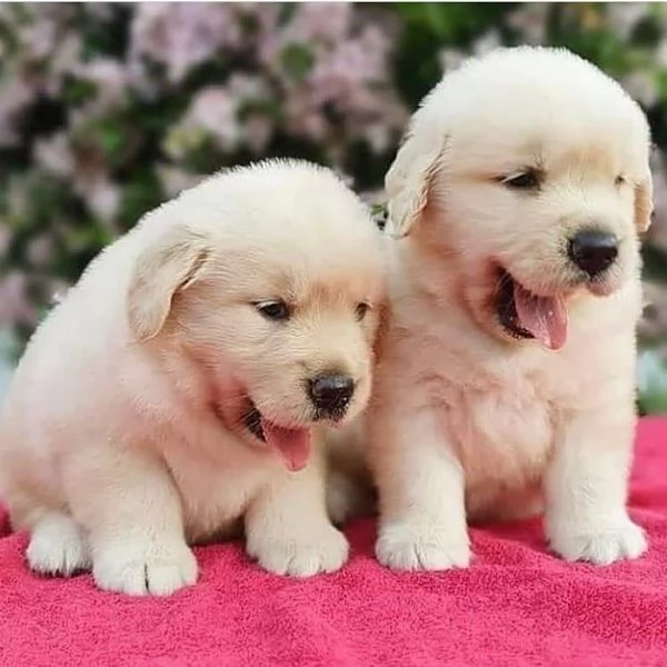 Cuccioli maschi di Golden Retriever