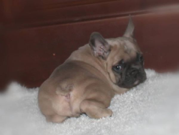 Cuccioli bulldog francese | Foto 0