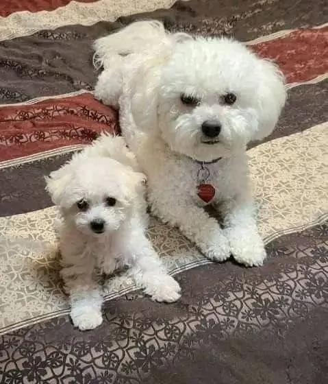 2 Cuccioli di maltese di razza maschi e femmine sani disponibili 