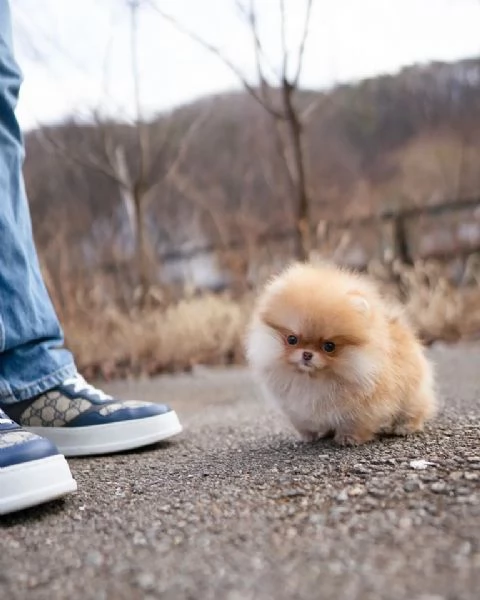 toy volpino pomeranian cuccioli 