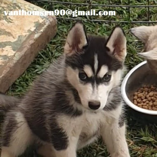 Husky cuccioli