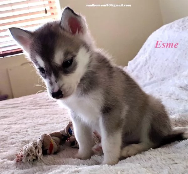 Siberian Husky con pedigree Enci