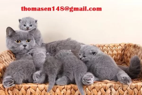 Cuccioli british shorthair grigioblu