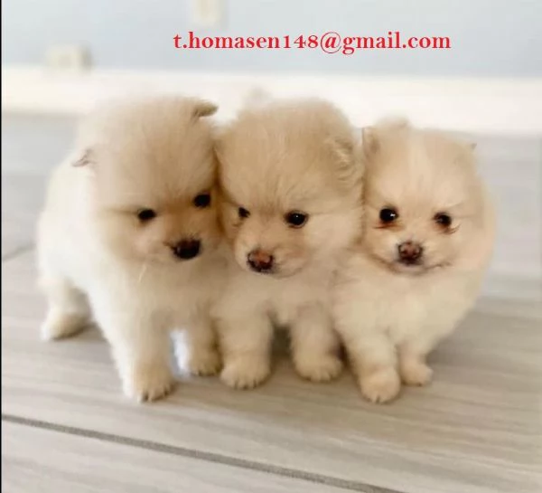 Spitz di Pomerania cuccioli