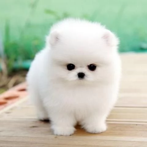 Bellissimi cuccioli di Pomerania bianchi