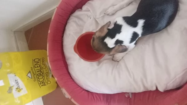 Cucciolo beagle di 3 mesi 