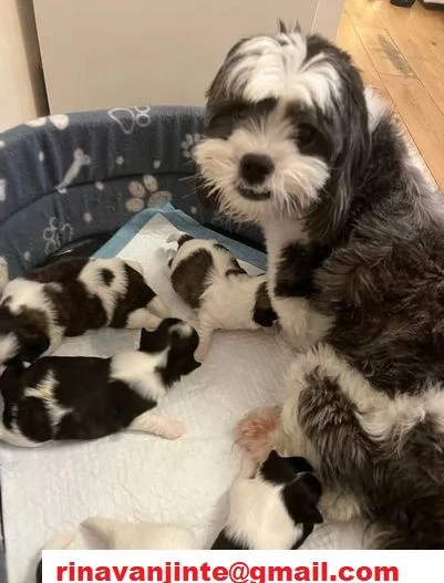 Cuccioli Shihtzu con pedigree