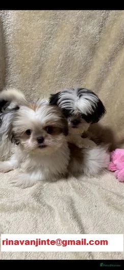  Cucciolo Shih Tzu Shitzu maschietto femminuccia