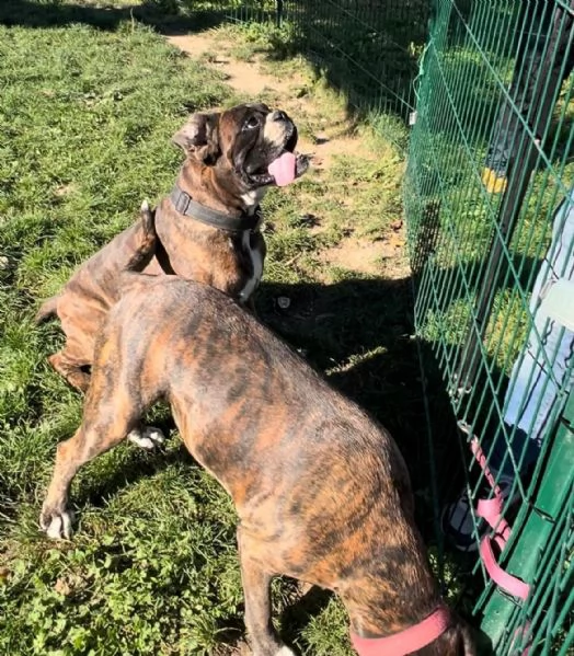 Cercasi nuova casa per due splendidi boxer tigrati