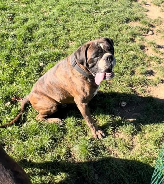 Cercasi nuova casa per due splendidi boxer tigrati | Foto 3