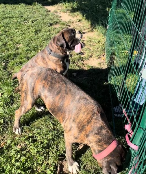 Cercasi nuova casa per due splendidi boxer tigrati | Foto 2