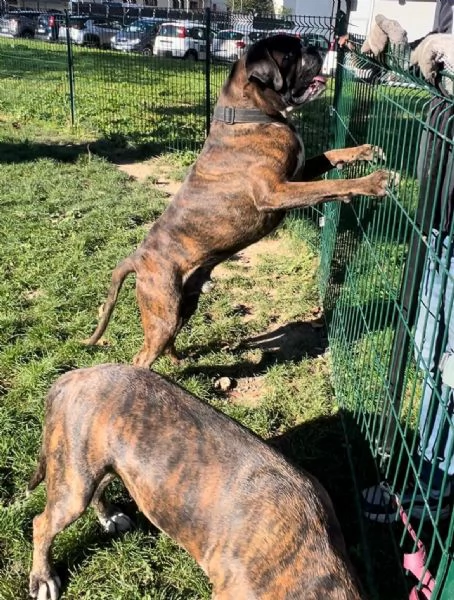 Cercasi nuova casa per due splendidi boxer tigrati | Foto 1