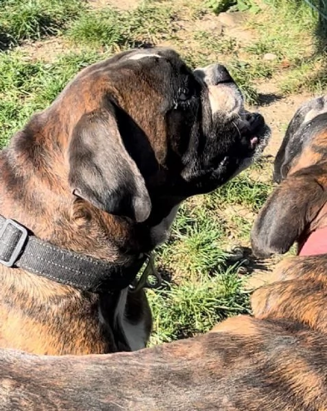 Cercasi nuova casa per due splendidi boxer tigrati | Foto 0