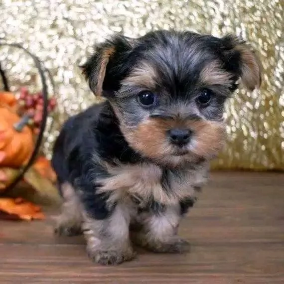 Cuccioli di Yorkie di razza pura maschi e femmine sani disponibili per ladozione