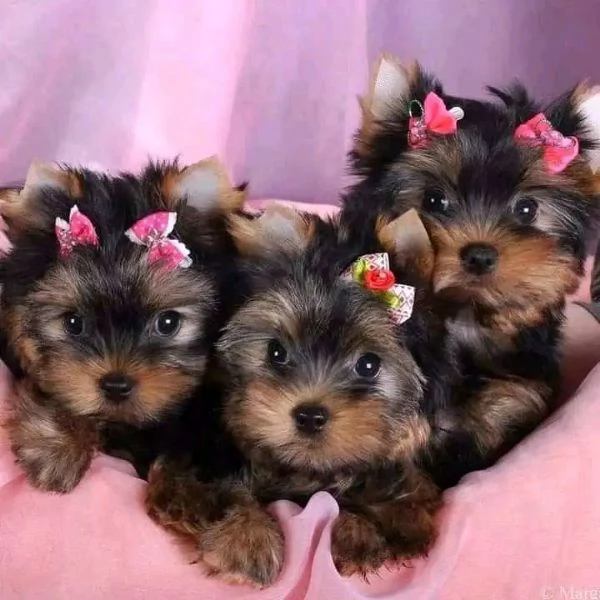 Cuccioli di Yorkie di razza pura maschi e femmine sani disponibili per ladozione x