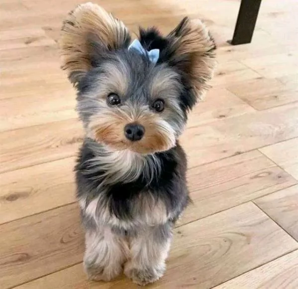 Cuccioli di Yorkie di razza pura maschi e femmine sani disponibili per ladozione 