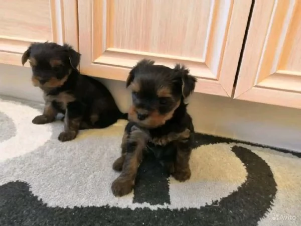 Cuccioli di Yorkie di razza pura maschi e femmine sani disponibili per ladozione v