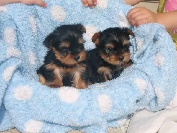 Cuccioli di Yorkie di razza pura maschi e femmine sani disponibili per 