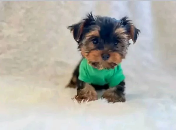 Cuccioli di Yorkie di razza pura maschi e femmine sani disponibili per ladozione 