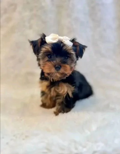 Cuccioli di Yorkie di razza pura maschi e femmine sani disponibili per ladozione sono a casa e han