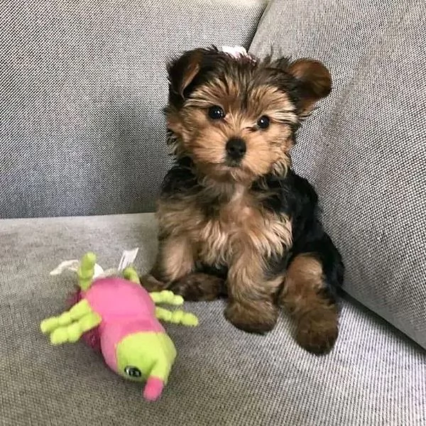 Cuccioli di Yorkie di razza pura maschi e femmine sani disponibili per ladozione | Foto 0