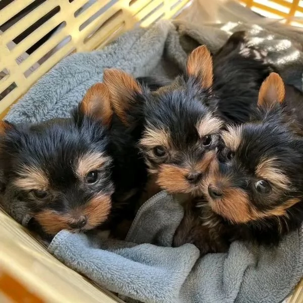 Cuccioli di Yorkie di razza pura maschi e femmine sani disponibili per ladozione