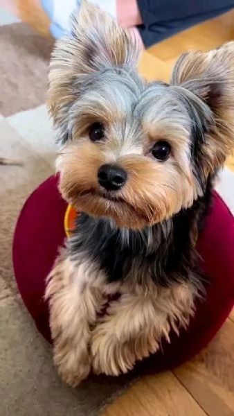 Cuccioli di Yorkie di razza pura maschi e femmine sani disponibili per ladozione sono a casa e han