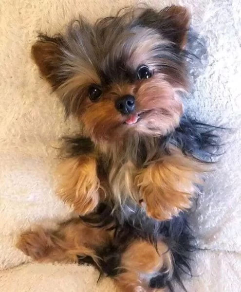 Cuccioli di Yorkie di razza pura maschi e femmine sani disponibili 